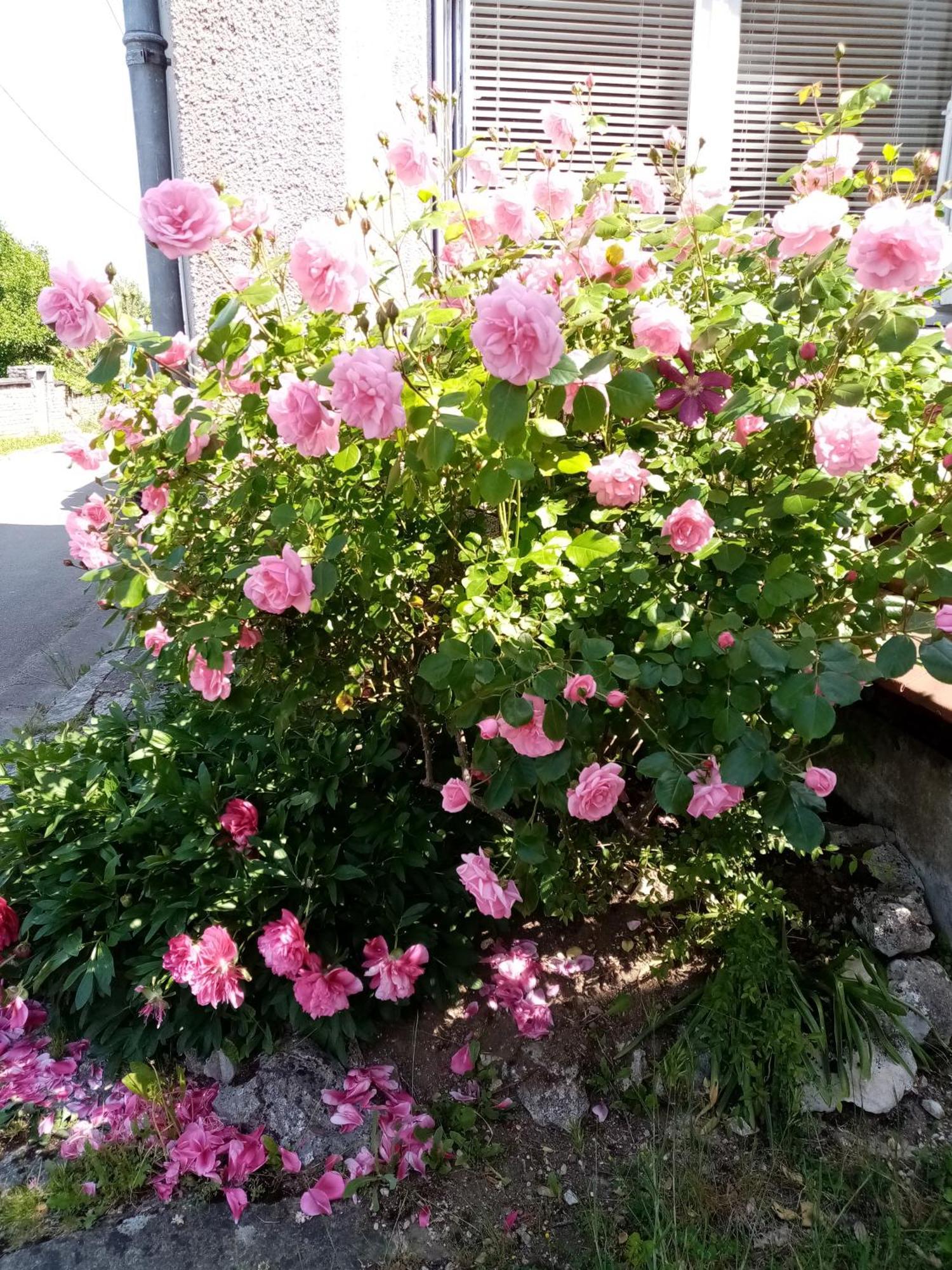 Les 27 Roses Et * Châtel-Censoir